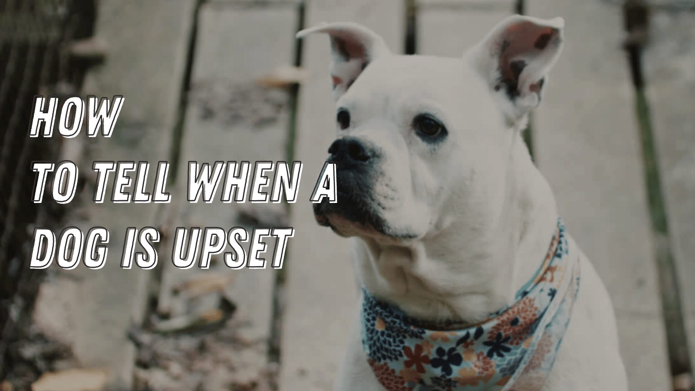 Barky Supplies Expert Tips How to Tell when a Dog is Upset: Understanding Canine Emotions How to Tell when a Dog is Upset: