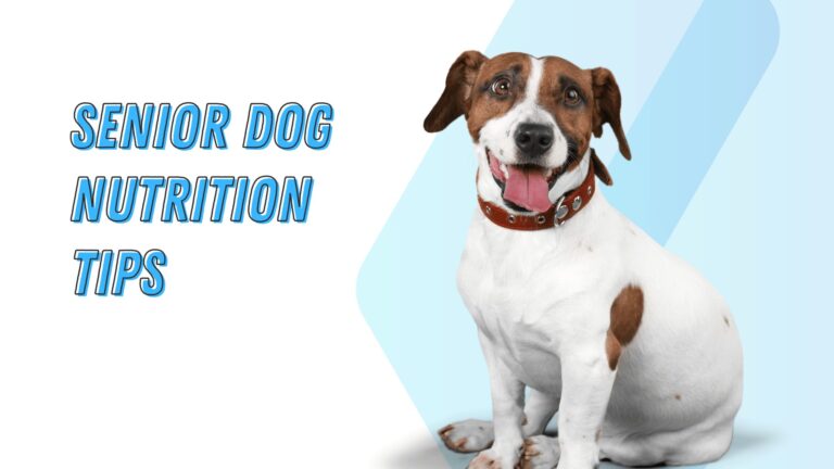 Senior Dog Nutrition Tips