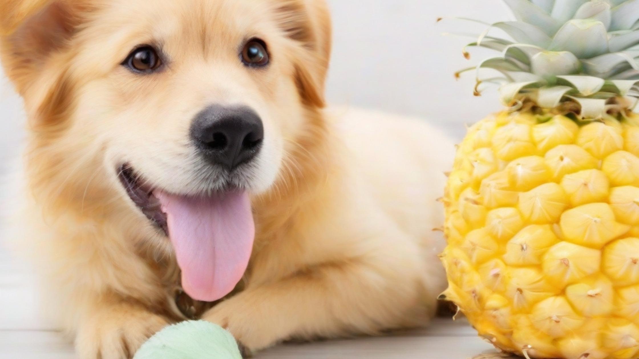 Dogs Eating Pineapple Guide: Is It Safe for Your Pooch?