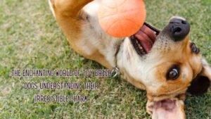 Barky Supplies Expert Tips The Enchanting World of Toy Breed Dogs: Understanding their Irresistible Charm 1. Are Toy Breeds Suitable for Families with Children? Toy breeds can be suitable for families with children, but it's crucial to choose the right breed and consider individual temperament. Some toy breeds,