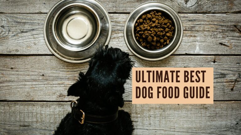Best Dog Food Guide