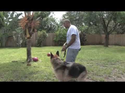 Barky Supplies Expert Tips Dog Potty Training Tips: Mastering the Art in 6 Words 1704129637 hqdefault Barky Supplies Expert Tips