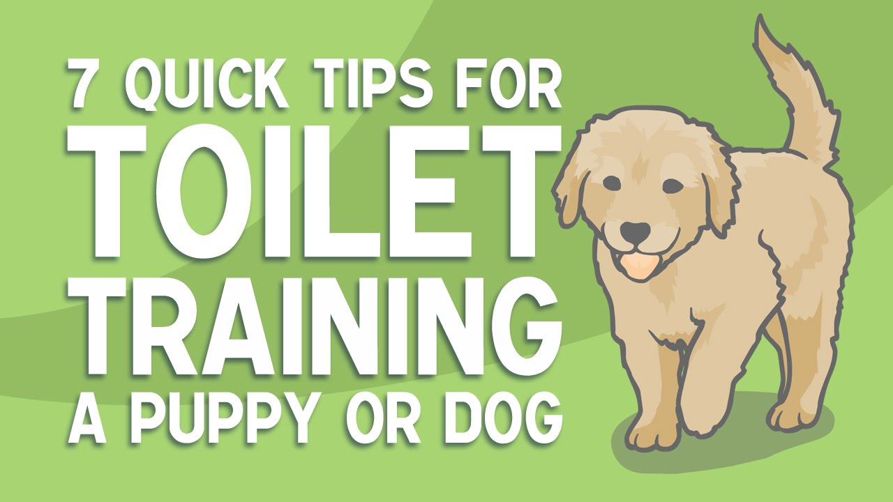 Barky Supplies Expert Tips Mastering Puppy Toilet Training: 7 Quick Tips for Success Barky Supplies Expert Tips