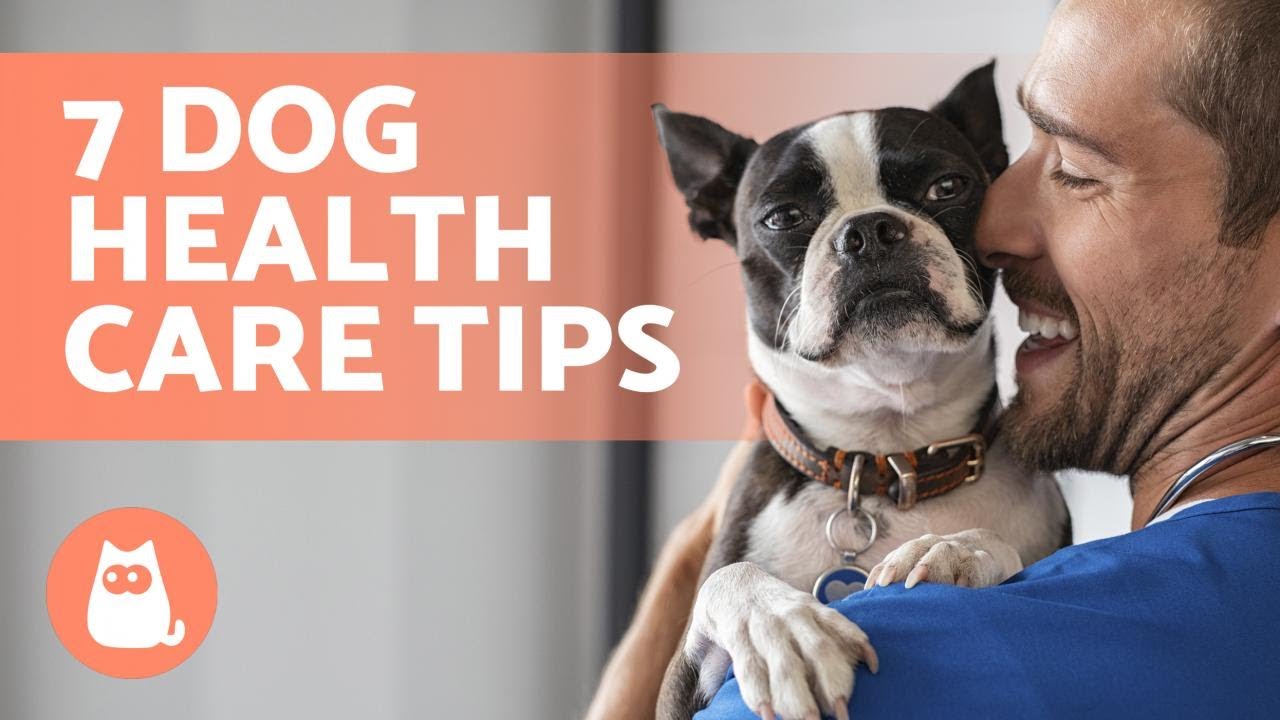 Barky Supplies Expert Tips Nurture Your Dog's Well-Being: 7 Effective Tips for Maintaining Health Barky Supplies Expert Tips