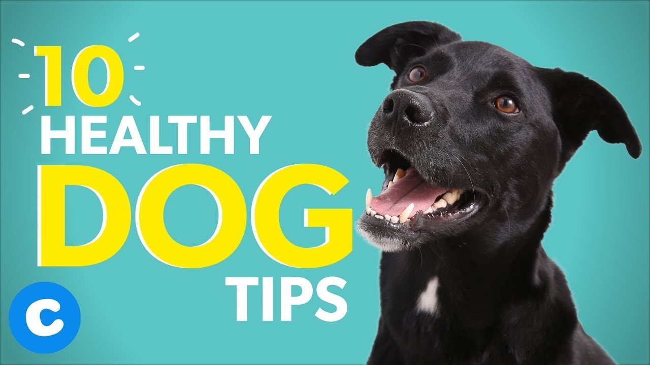 Barky Supplies Expert Tips Essential Dog Care Tips for a Longer, Healthier Life Barky Supplies Expert Tips