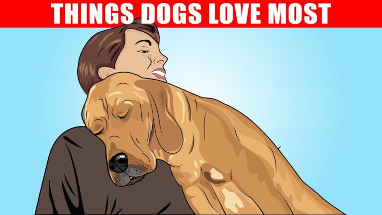 Barky Supplies Expert Tips 15 Things Dogs Love: From Belly Rubs to Fetch 1704737008 maxresdefault Barky Supplies Expert Tips