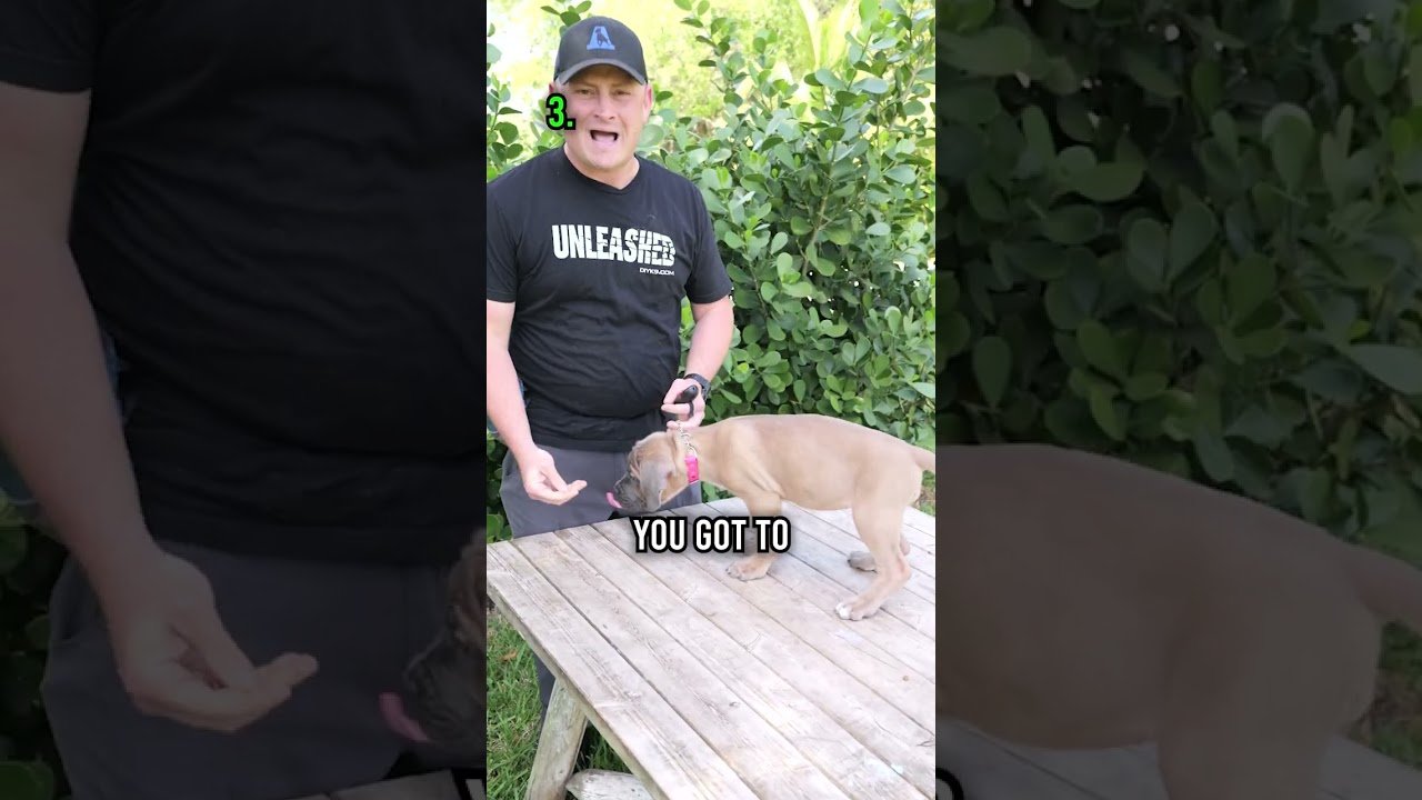 Barky Supplies Expert Tips New Puppy Care Steps: 3 Must-Dos for Happy, Healthy Pups Barky Supplies Expert Tips