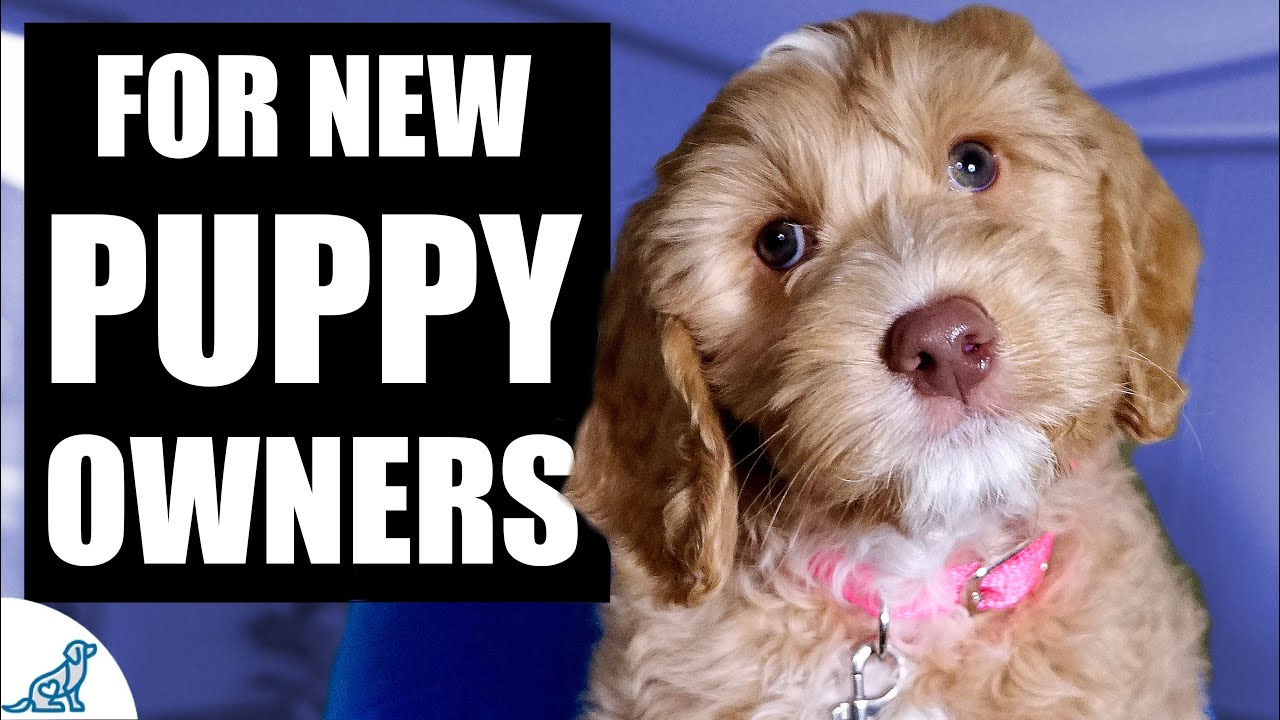 Barky Supplies Expert Tips Puppy Training First Week: Master the Essentials Fast Barky Supplies Expert Tips