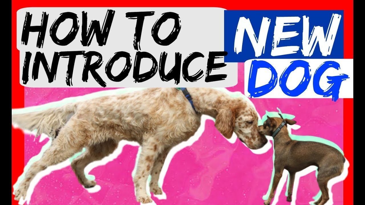 Barky Supplies Expert Tips New Dog Welcome Guide: Training Tips for Furry Harmony Barky Supplies Expert Tips