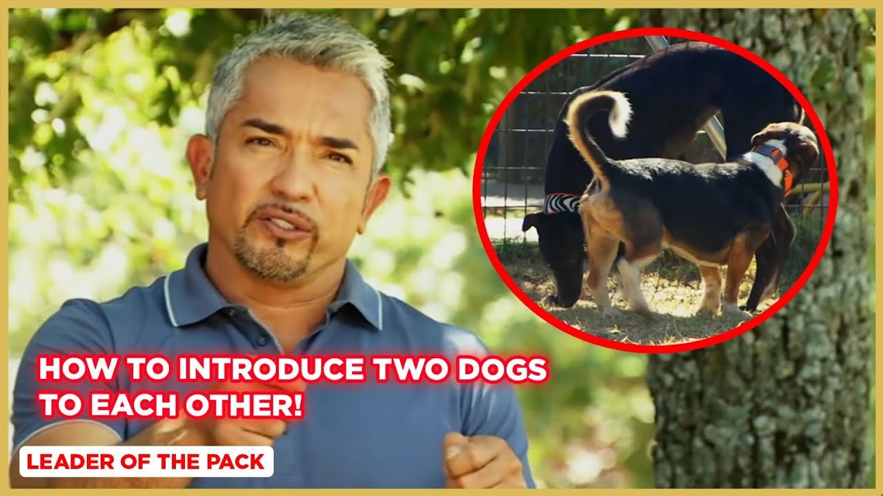 Barky Supplies Expert Tips Introducing Two Dogs? Gentle Guidance for Calm Canine Introductions Barky Supplies Expert Tips