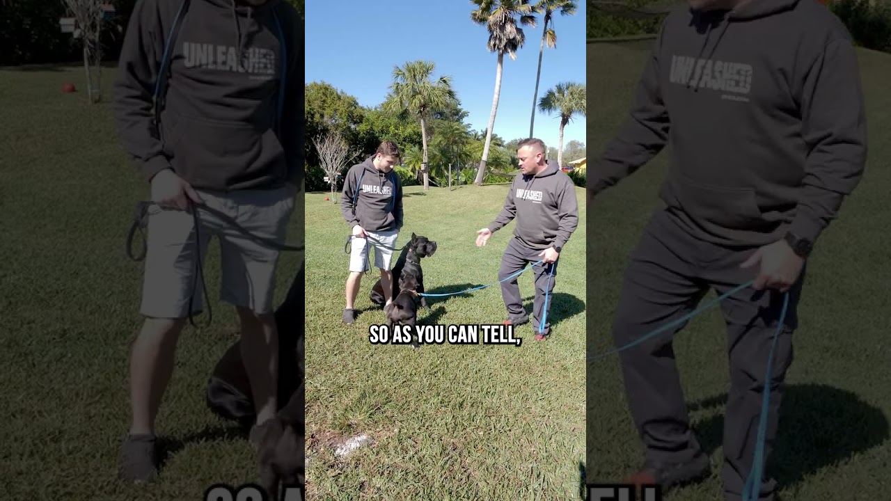 Barky Supplies Expert Tips