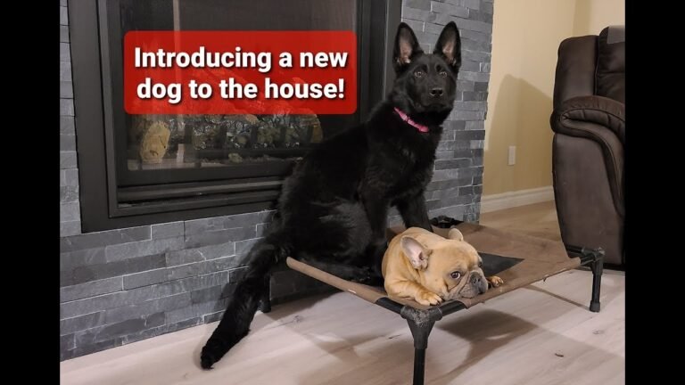 1705086894 maxresdefault Barky Supplies Expert Tips