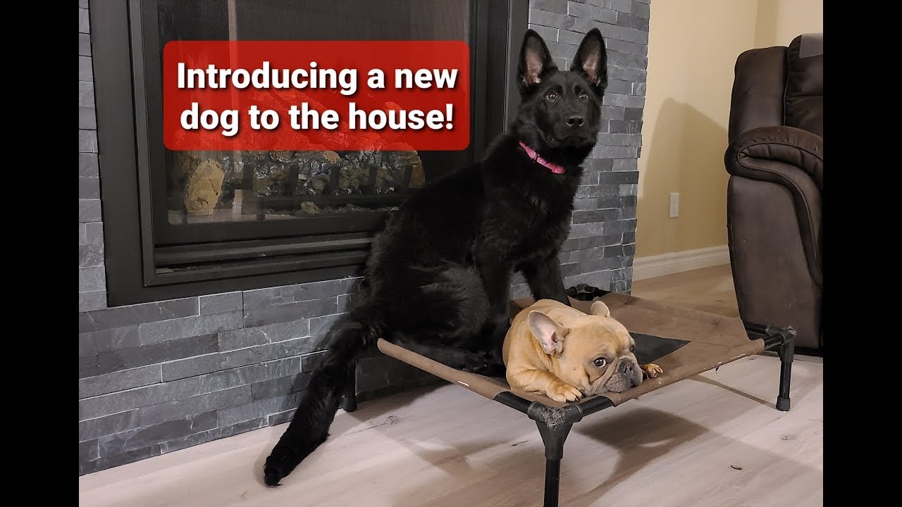 Barky Supplies Expert Tips