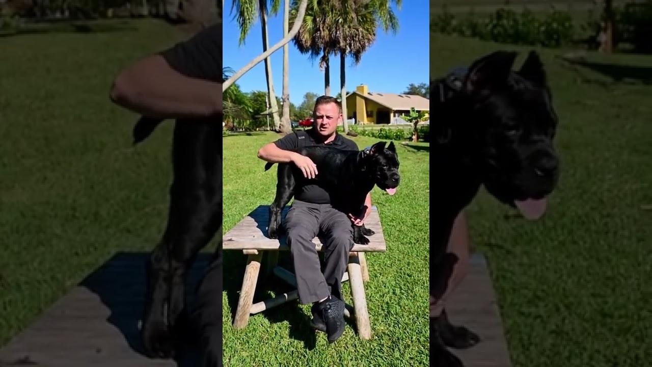 Barky Supplies Expert Tips Don't Make This Huge Potty Training Mistake! Save Months Now Barky Supplies Expert Tips