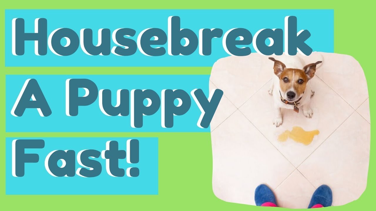 Barky Supplies Expert Tips Potty Train Puppy Fast: Master Housebreaking in Days Barky Supplies Expert Tips