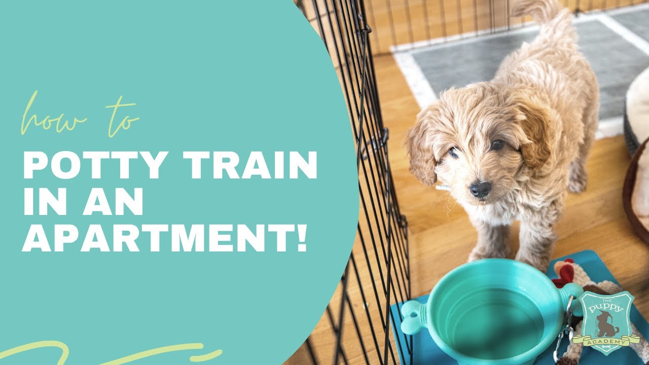 Barky Supplies Expert Tips