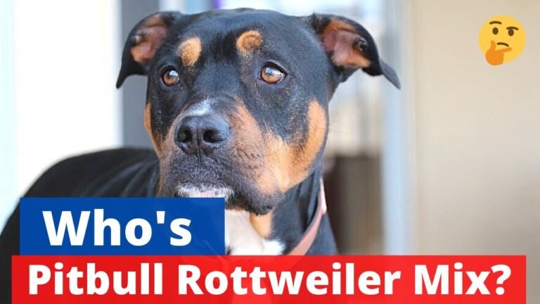 1705516258 maxresdefault Barky Supplies Expert Tips