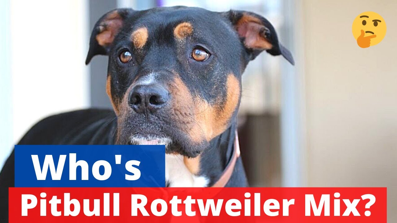 Barky Supplies Expert Tips