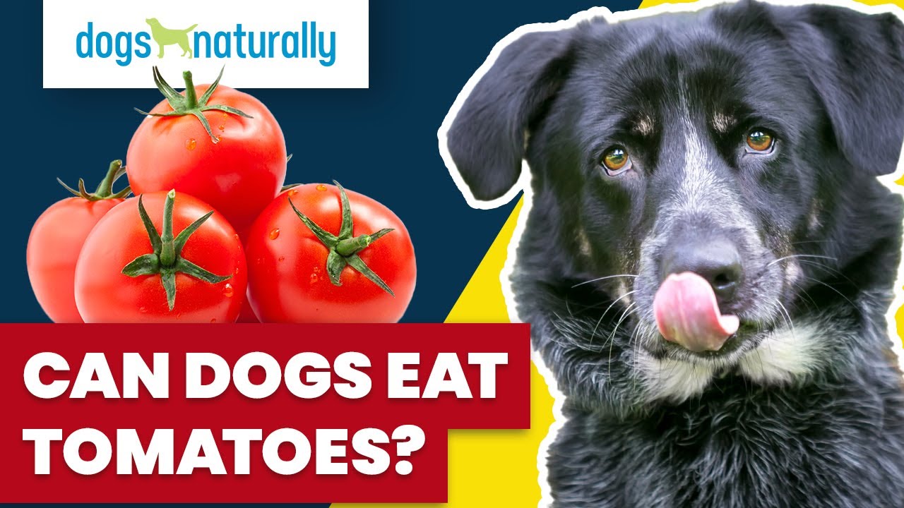 Barky Supplies Expert Tips Can dogs eat tomatoes? What You Need to Know | Dog Nutrition Tips Barky Supplies Expert Tips