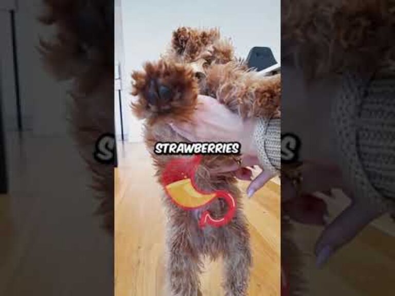 Barky Supplies Expert Tips Safe Strawberry Treats for Dogs: Sweet and Smart Snacking 1705579182 hqdefault Barky Supplies Expert Tips