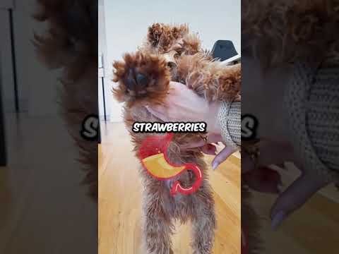 Barky Supplies Expert Tips Safe Strawberry Treats for Dogs: Sweet and Smart Snacking 1705579182 hqdefault Barky Supplies Expert Tips