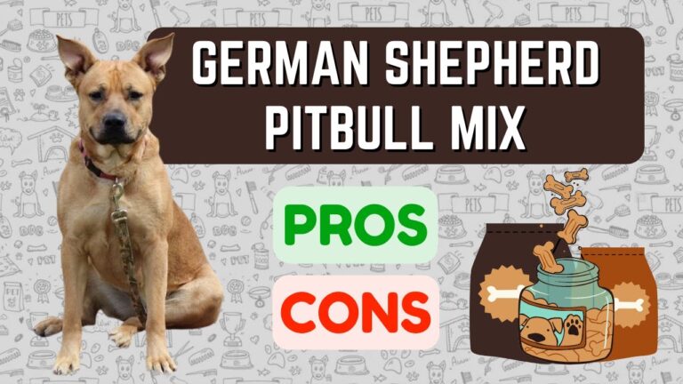 Barky Supplies Expert Tips German Shepherd Pitbull Mix: Discover the Pros and Cons 1705581227 maxresdefault Barky Supplies Expert Tips