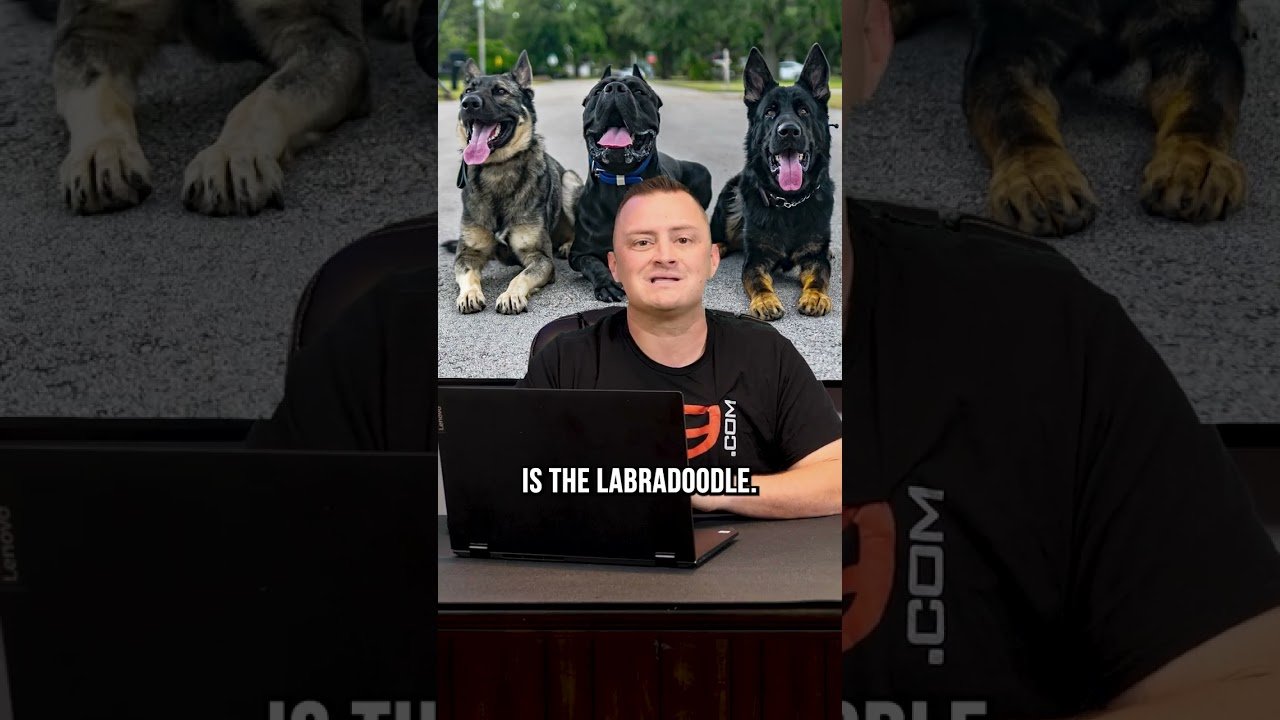 Barky Supplies Expert Tips Best Medium Sized Dog Breeds: Top 3 Picks for Your Perfect Companion Barky Supplies Expert Tips