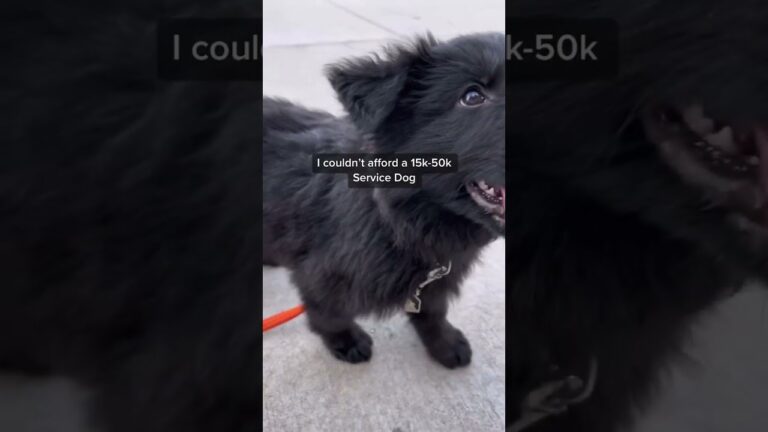 Barky Supplies Expert Tips Empower Yourself: Train Your Own Service Dog | Owner Trained Service Dogs 1706033605 maxresdefault Barky Supplies Expert Tips