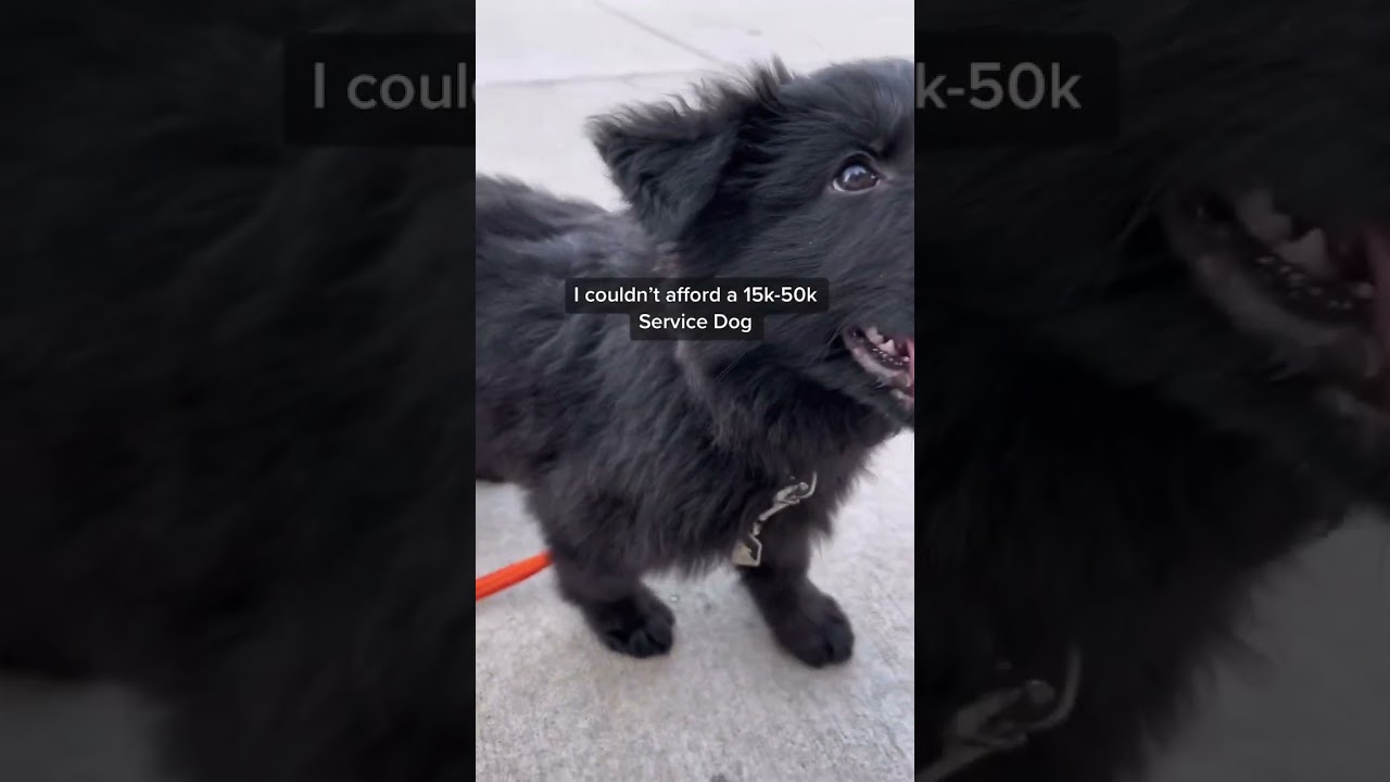 Barky Supplies Expert Tips Empower Yourself: Train Your Own Service Dog | Owner Trained Service Dogs Barky Supplies Expert Tips