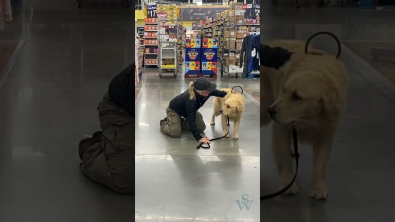 Barky Supplies Expert Tips Training Service Dogs: Bracing Techniques for Handlers 1706033626 maxresdefault Barky Supplies Expert Tips