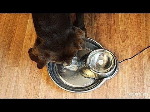Barky Supplies Expert Tips How to Make a Dog Drink Water When He Doesn't Want To 1706426009 hqdefault Barky Supplies Expert Tips