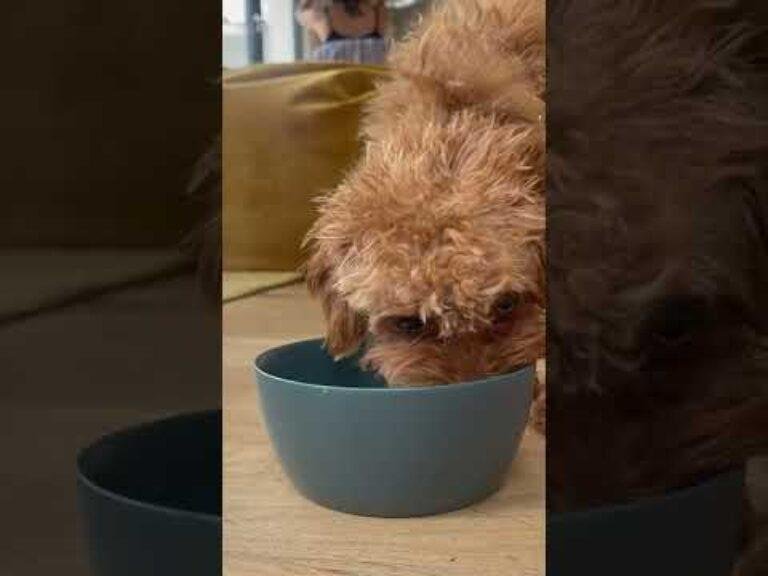 1706426066 hqdefault Barky Supplies Expert Tips