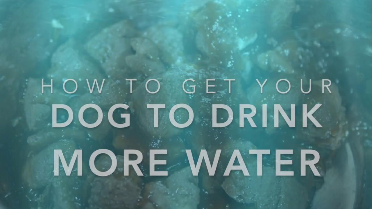 Barky Supplies Expert Tips Encouraging Dogs to Drink More Water: Tips and Tricks Barky Supplies Expert Tips