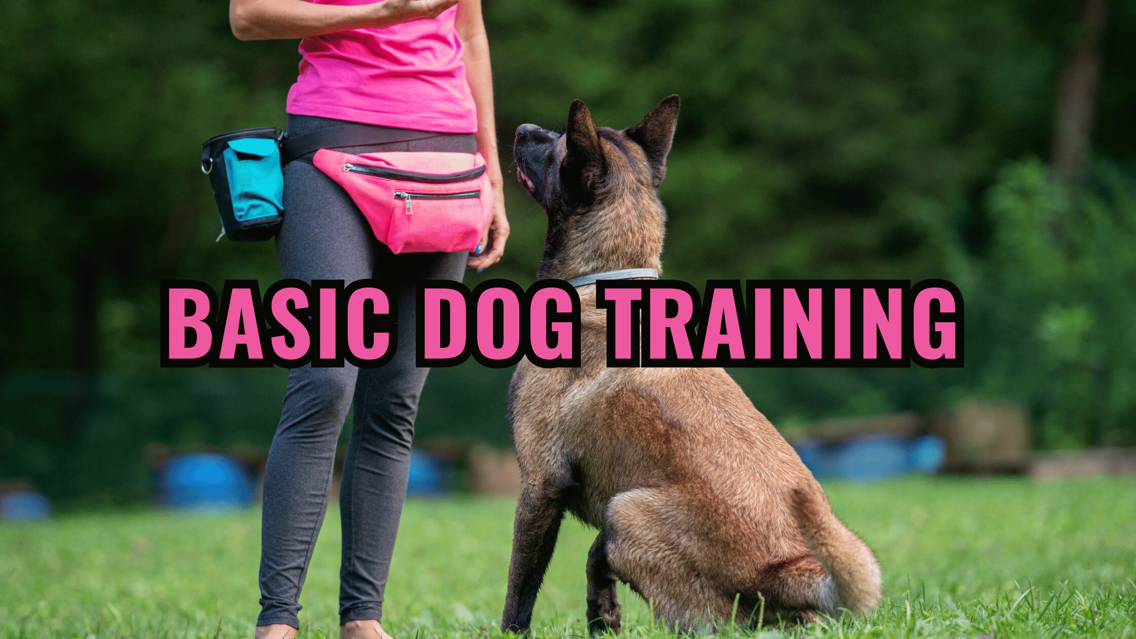 Barky Supplies Expert Tips Basic Dog Training: The Basics of Teaching Sit, Stand, and Focus Unlock harmony with your pup! Learn essential dog training commands, tricks & behaved best friend. Unleash happiness!