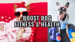 Boost Dog Fitness & Health