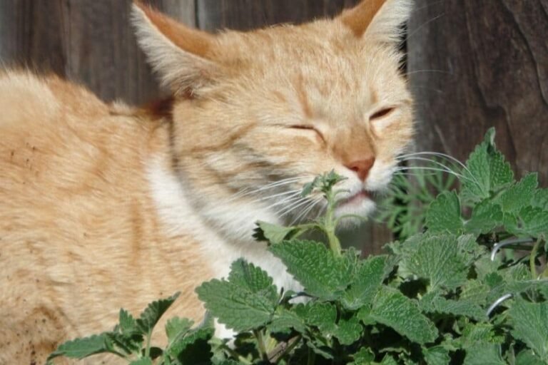 Barky Supplies Expert Tips Your Cat’s Love of Catnip - 2 Paws Up Inc. Cat Love Catnip Barky Supplies Expert Tips
