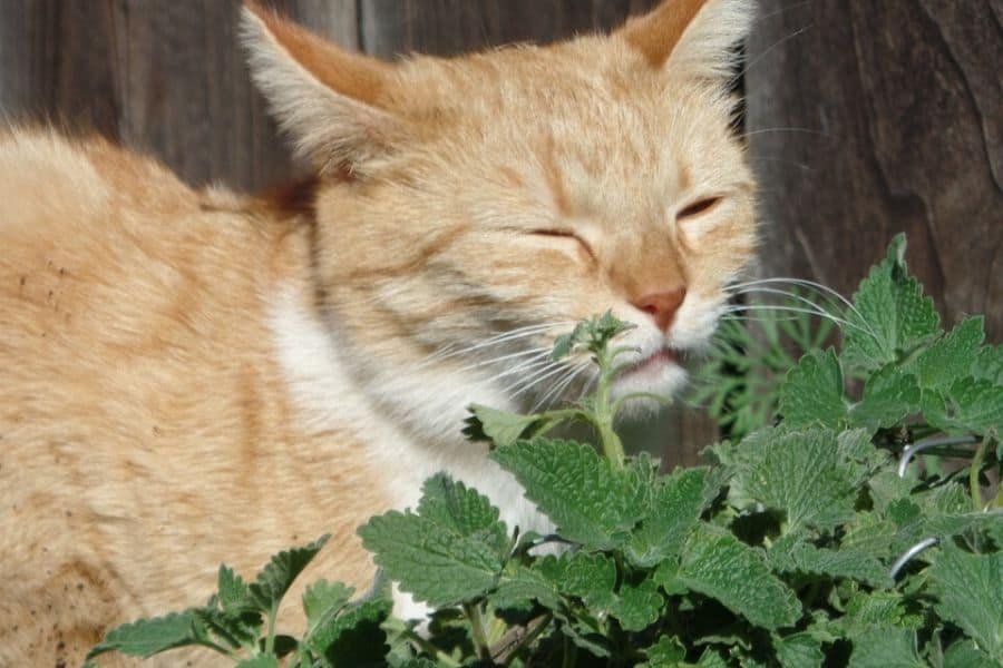 Barky Supplies Expert Tips Your Cat’s Love of Catnip - 2 Paws Up Inc. Cat Love Catnip Barky Supplies Expert Tips
