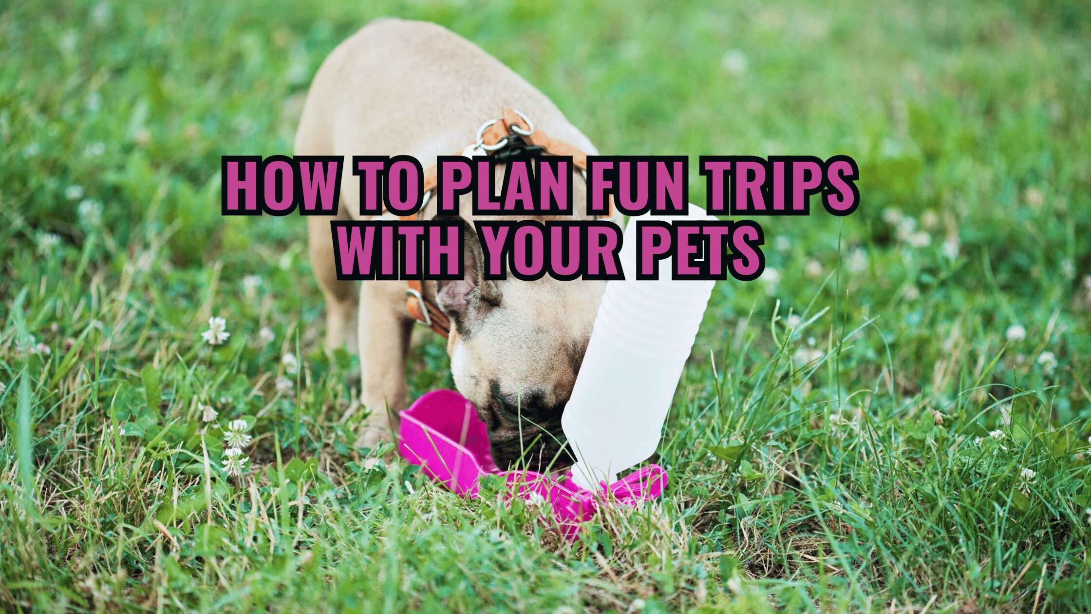 How to Plan Fun Trips with Your Pets.