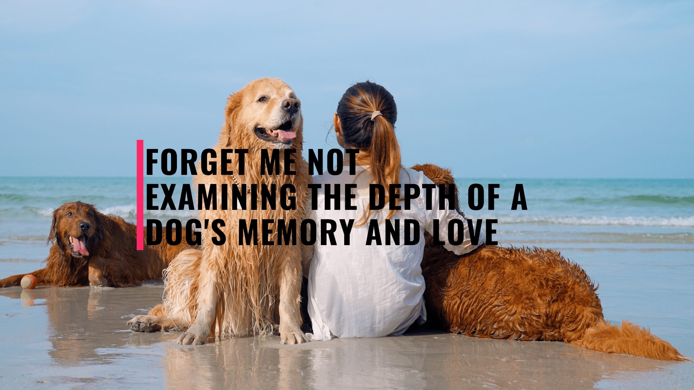 Barky Supplies Expert Tips Forget Me Not: Examining the Depth of a Dog's Memory and Love Forget Me Not: Examining the Depth of a Dog's Memory and Love