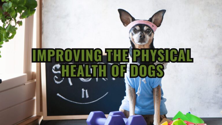 Barky Supplies Expert Tips Improving the Physical Health of Dogs: Tips for Motivating Movement and Exercise Improving the Physical Health of Dogs