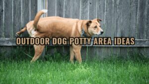 Barky Supplies Expert Tips The Art of Specialized Dog Training: Unlocking Your Canine Companion's Unique Potential Outdoor Dog Potty Area Ideas