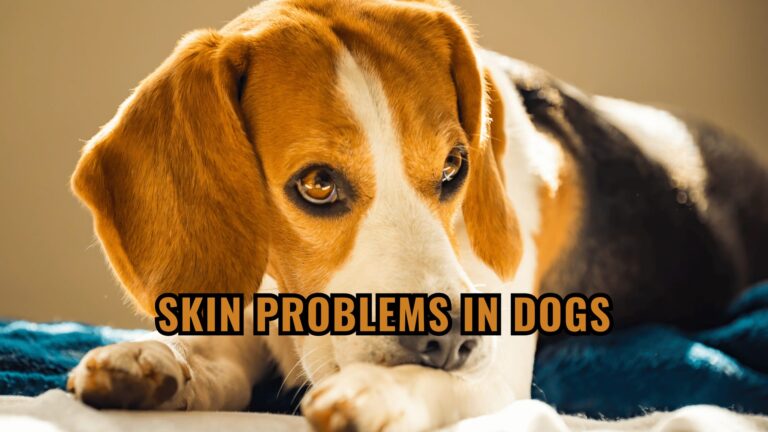 Barky Supplies Expert Tips Skin Problems in Dogs: Causes and Solutions for Itchy and Inflamed Skin. Skin Problems in Dogs