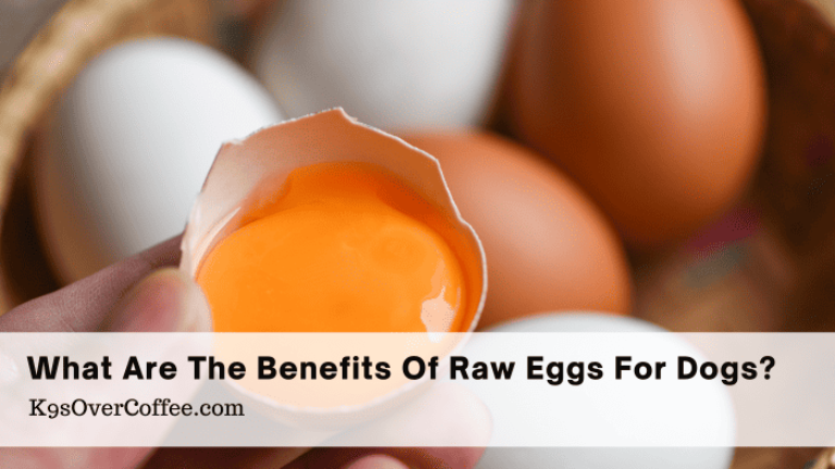 Barky Supplies Expert Tips Raw Eggs for Dogs: Safe or Salmonella Scare? Expert Advice. Title benefits of raw eggs for dogs optimized Barky Supplies Expert Tips