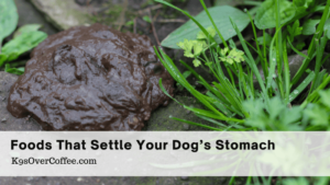 Title foods that settle your dogs stomach optimized Barky Supplies Expert Tips