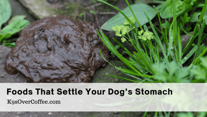 Title foods that settle your dogs stomach optimized Barky Supplies Expert Tips