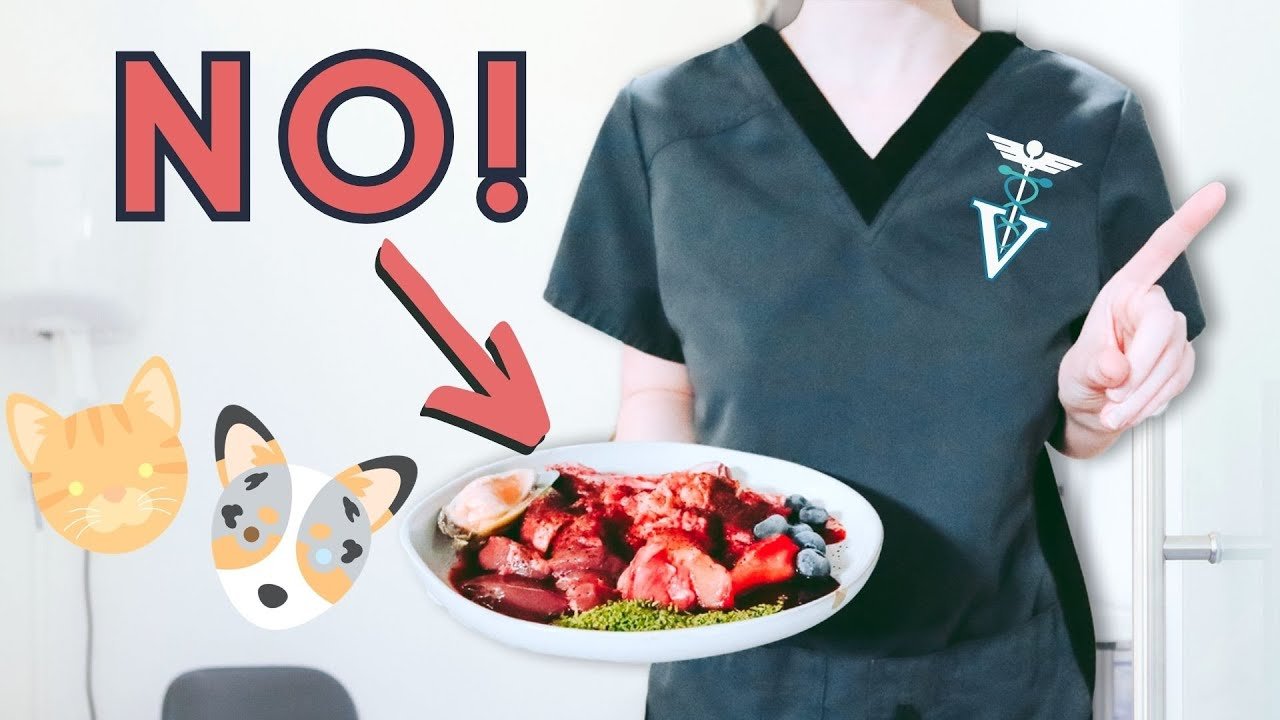 Barky Supplies Expert Tips Veterinarians Disapprove Raw Diets Pets: Why Vets Don't Like Them Veterinarians Disapprove Raw Diets Pets