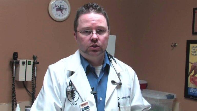 Dog Stomach Sickness Home Remedies