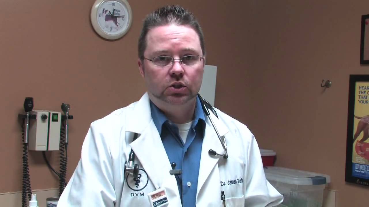 Dog Stomach Sickness Home Remedies