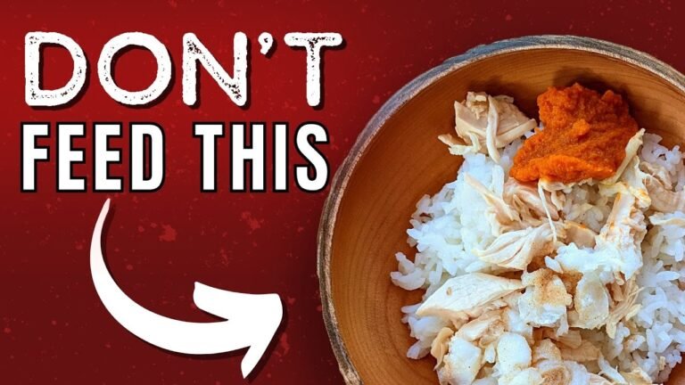 Pet Upset Stomach Treatment