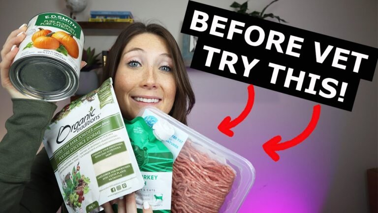 Home remedies dogs upset stomach